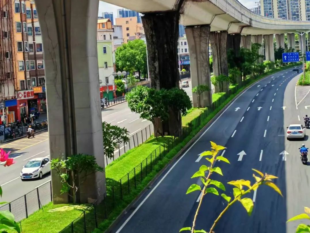 绿美布吉 共建共创丨城市管家铺就丽江龙岗大路 “绿美”底色